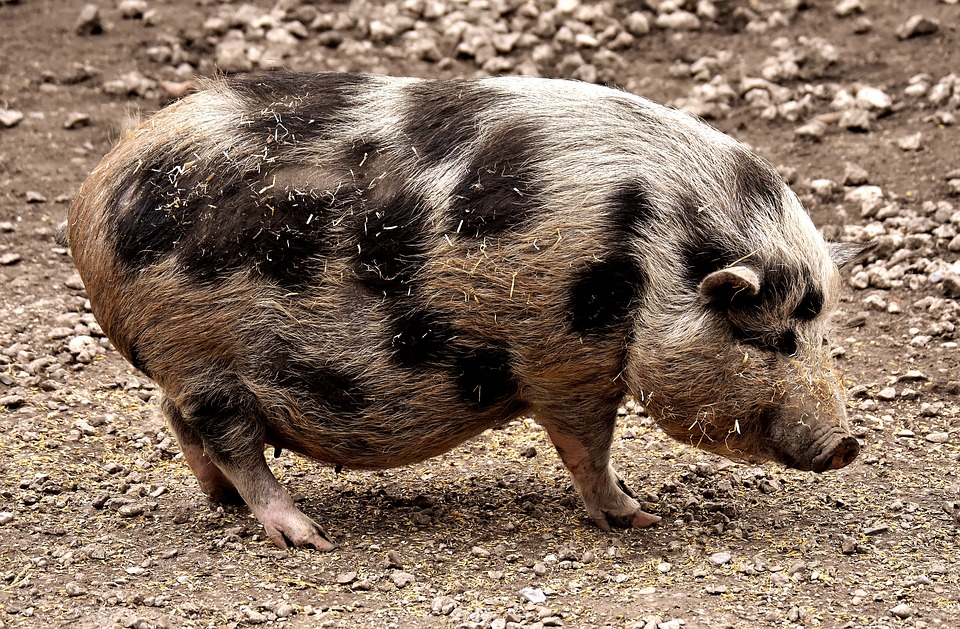 Minischweinerassen - Minnesota Minipig