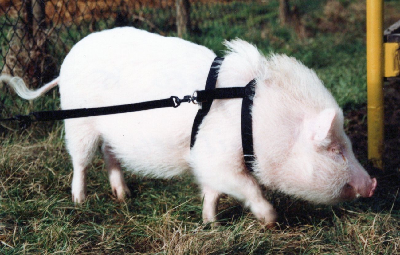 Minischweinrassen - Göttinger Minischwein