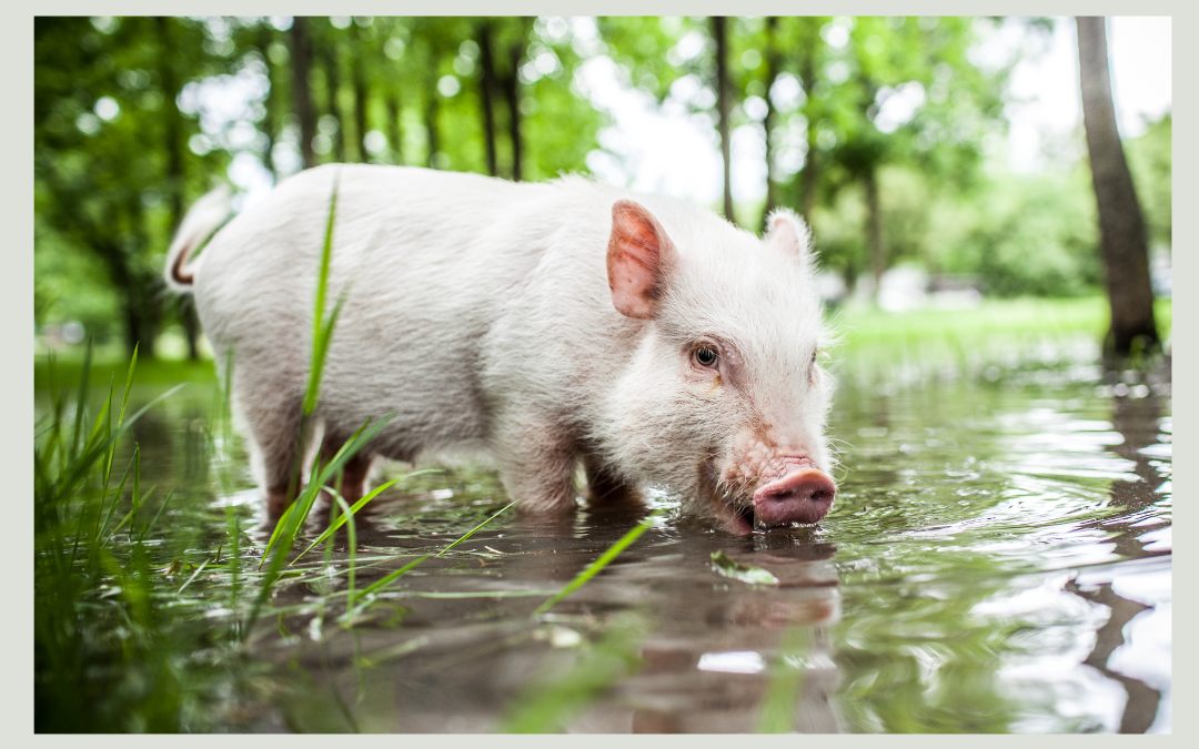 Minischwein im Wasser 