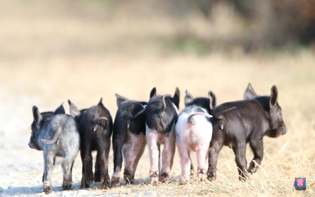 Vergesellschaftung von Minischweinen und Schweinen