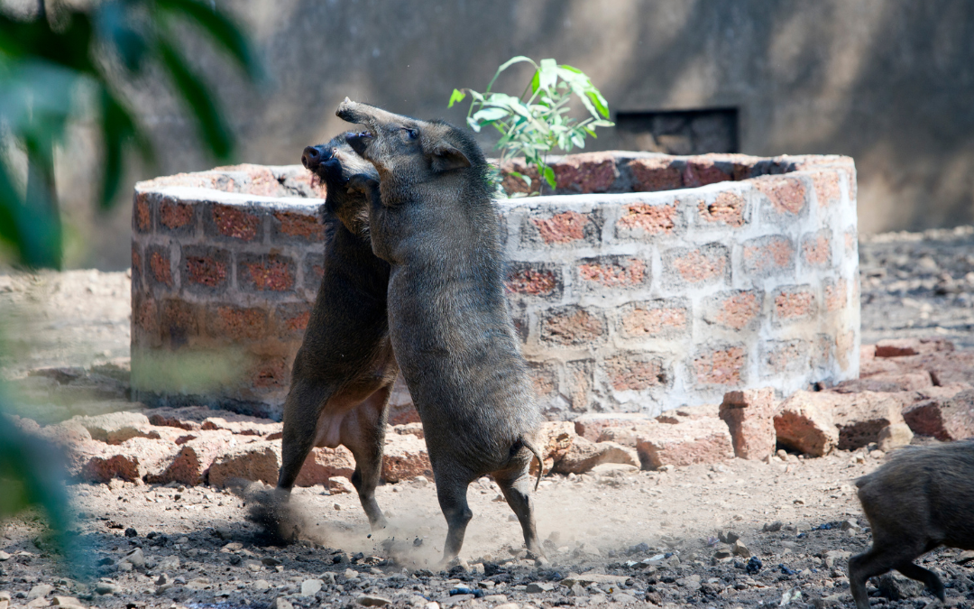 Vergesellschaftung - Rangordnungskämpfe unter Schweinen