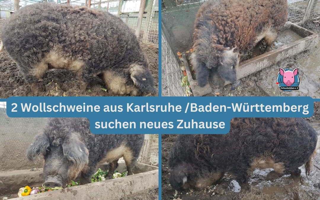 Vermittlungshilfe – Dringend!!! 2 Wollschweine aus einem Tierpark bei Karlsruhe / Baden-Württemberg