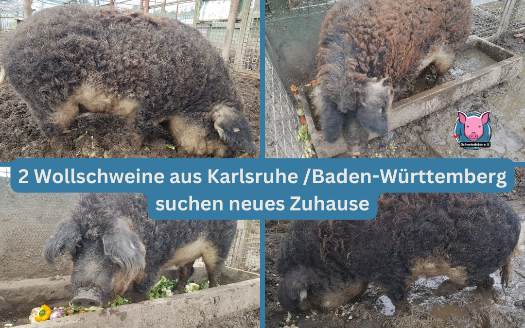 Vermittlungshilfe für 2 Wollschweine aus Karlsruhe