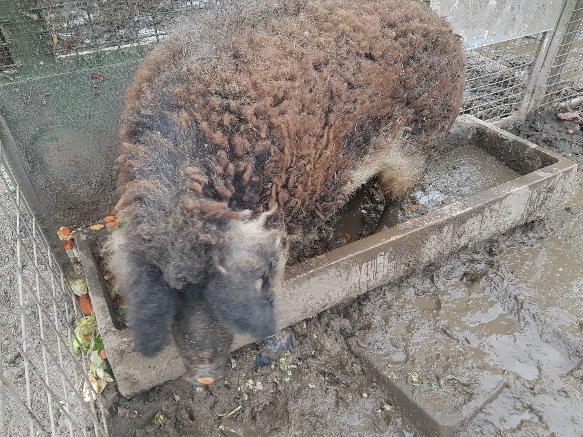 Vermittlungshilfe - Zwei Wollschweine aus Karlsruhe