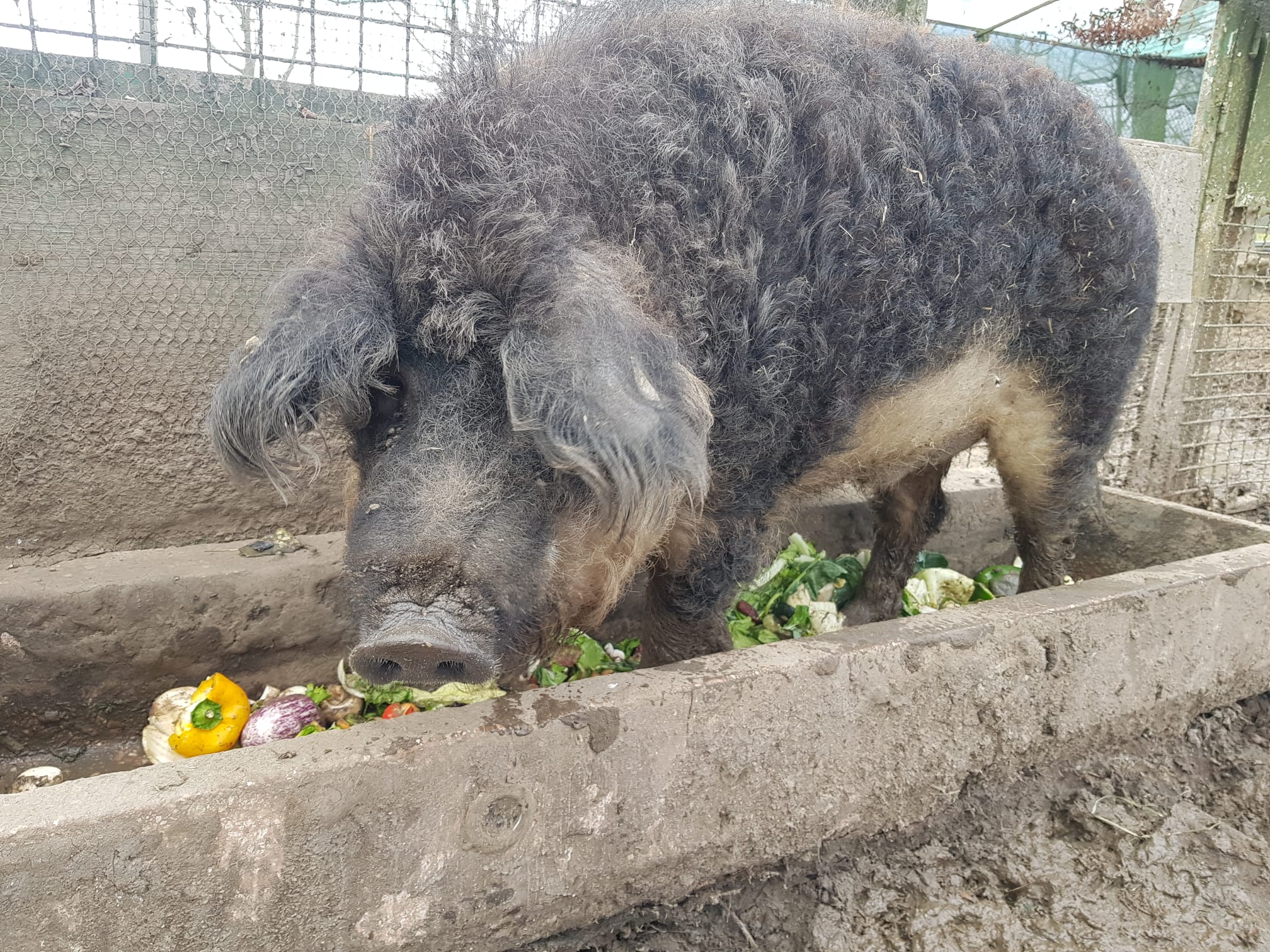 Vermittlungshilfe - Zwei Wollschweine aus Karlsruhe