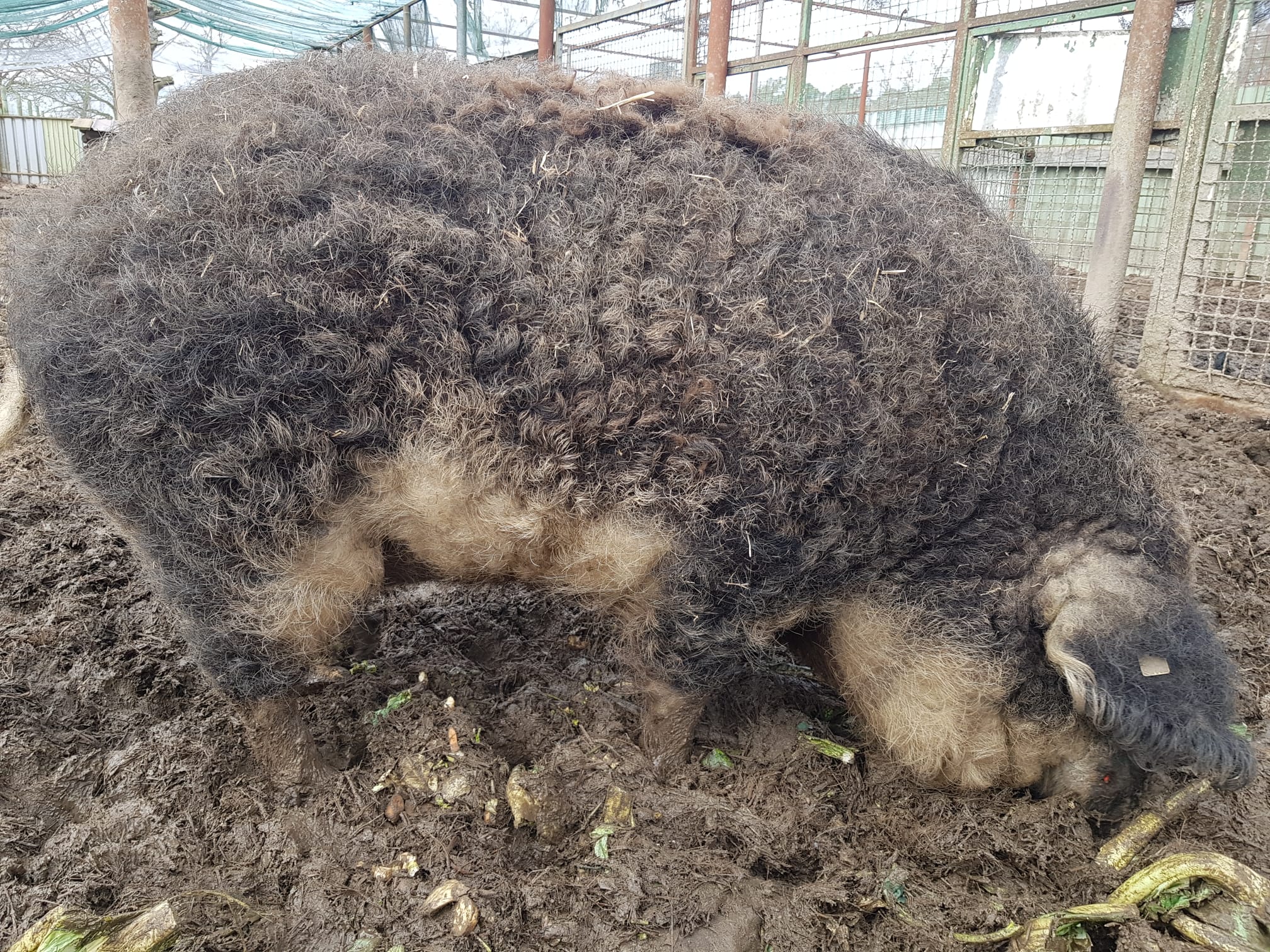 Vermittlungshilfe - Zwei Wollschweine aus Karlsruhe