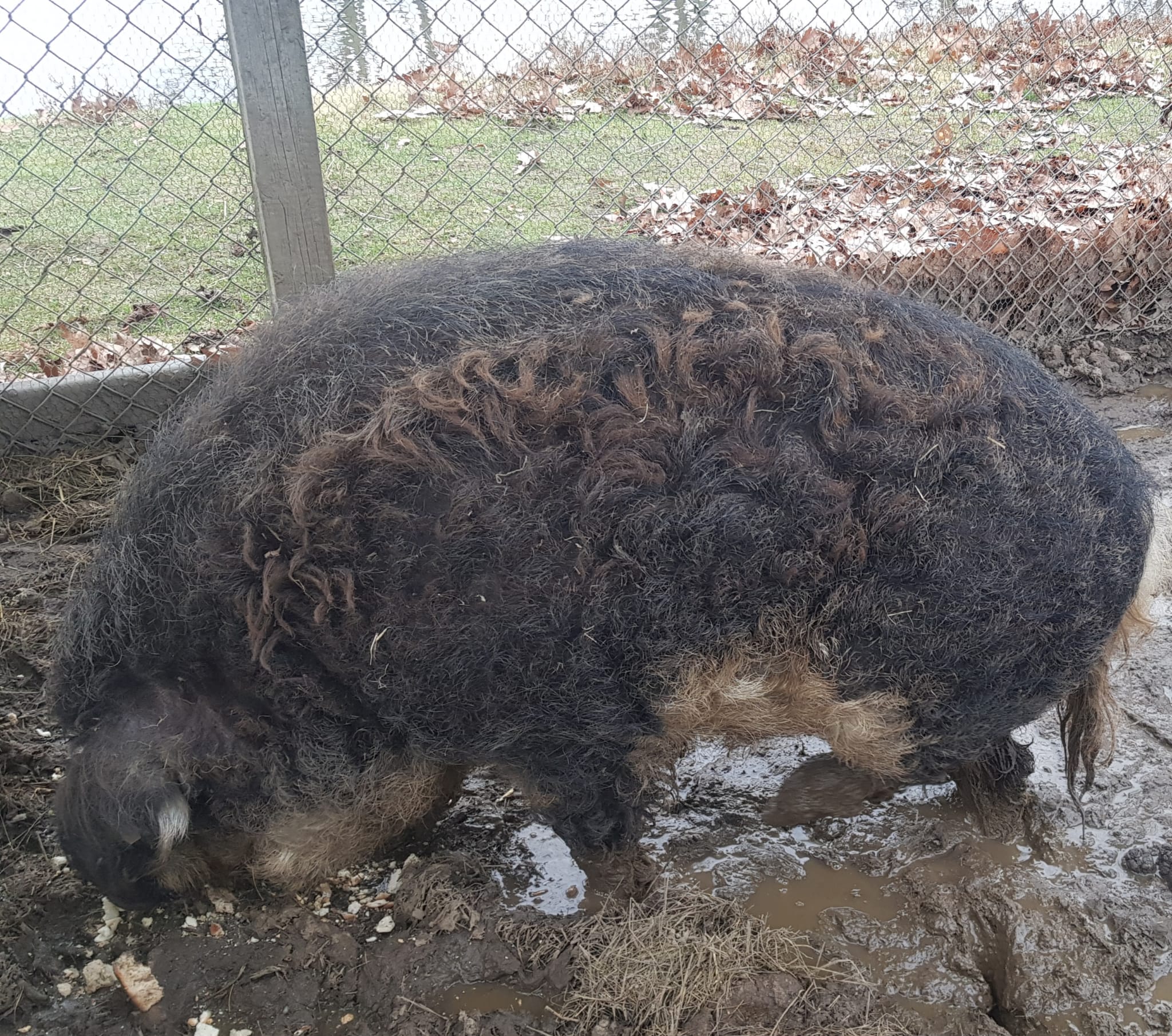 Vermittlungshilfe - Zwei Wollschweine aus Karlsruhe