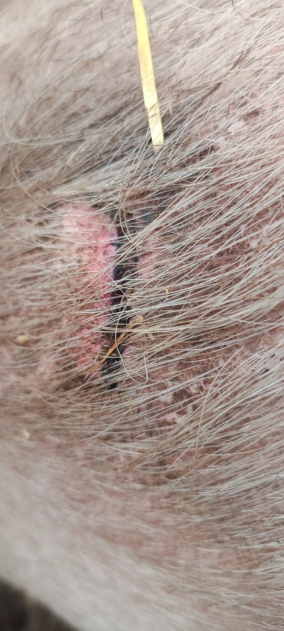 Verletzung Haut beim Schwein -  Wunde