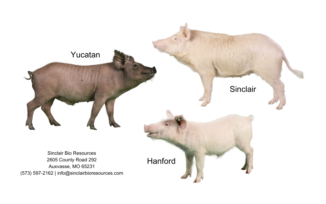 Laborschweine aus den USA Yucatan, Hanford, Sinclair