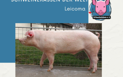 Schweinerassen der Welt – Leicoma