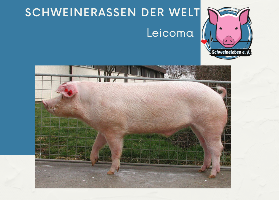 Schweinerassen der Welt - Leicoma
