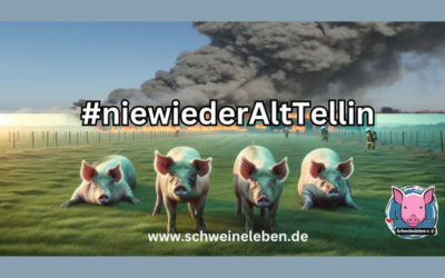 Dein Teelicht für die Schweine aus Alt Tellin – Onlineaktion