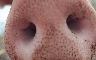 Die Schweine-Nase: unvergleichlich