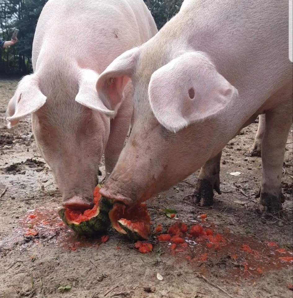 Schweine fressen eine Melone.