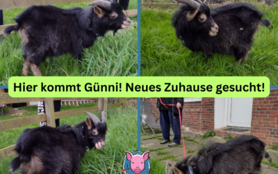 Zuhause gesucht für Ziegenbock Günni