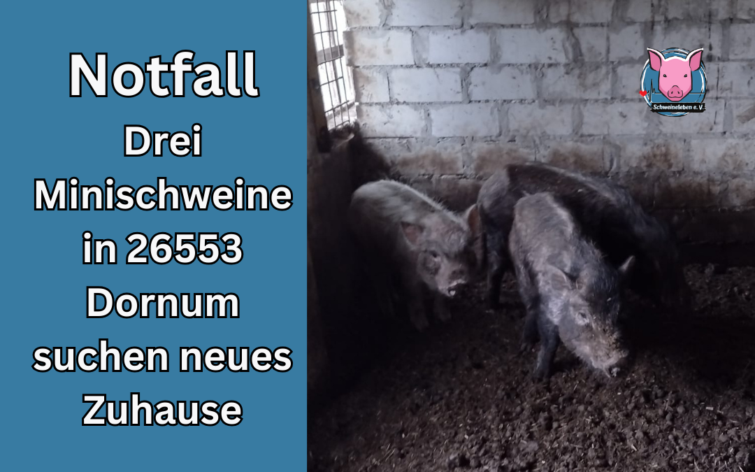 Notfallvermittlung - 3 Minischweine in 26553 Dornum