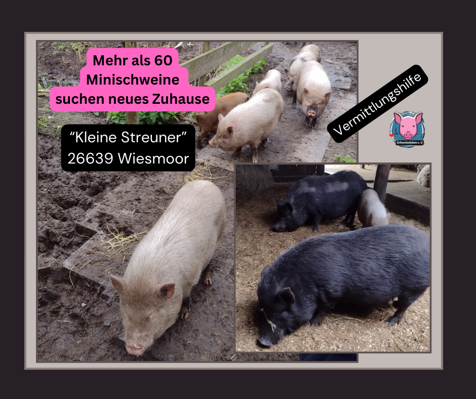 Vermittlungshilfe 60 Minischweine der Kleinen Streuner Wiesmoor