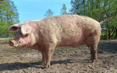 Ein Bild von einem (Schweine) Mann