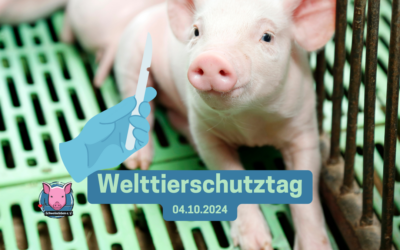 Welttierschutztag – Schweine – Versuchstier des Jahres 2024