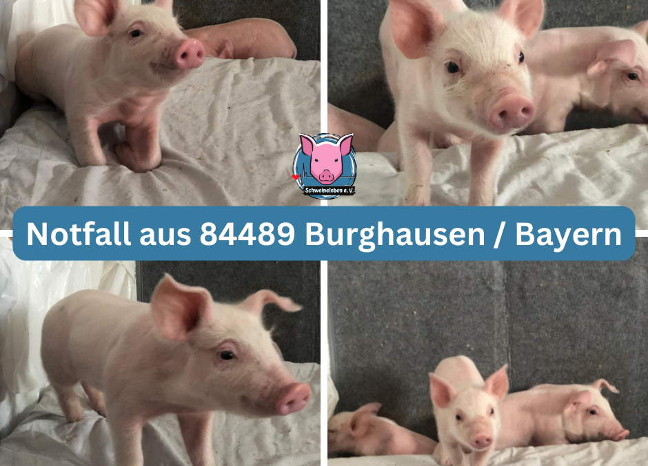 Vermittlungshilfe für 4 Ferkel aus 84489 Burghausen / Bayern