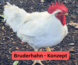 Bruderhahn-Konzept