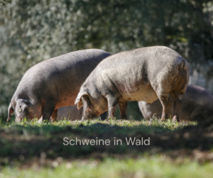 Schweine im Wald