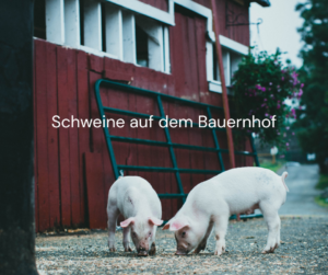 Schweine auf dem Bauernhof