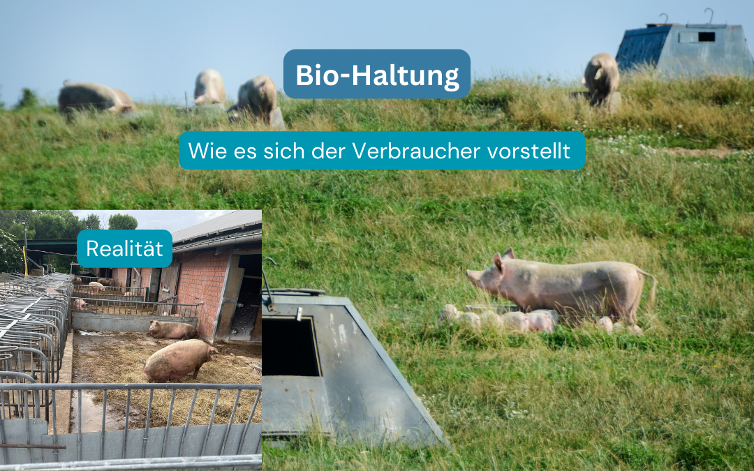 Bio-Haltung von Schweinen