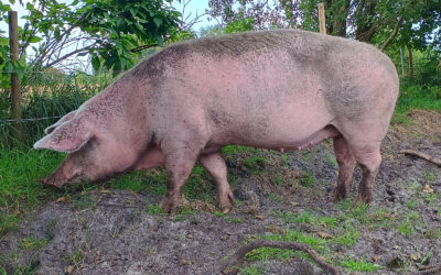 Der Schrei der Schweine – Wenn Liebe und Gefangenschaft sich begegnen