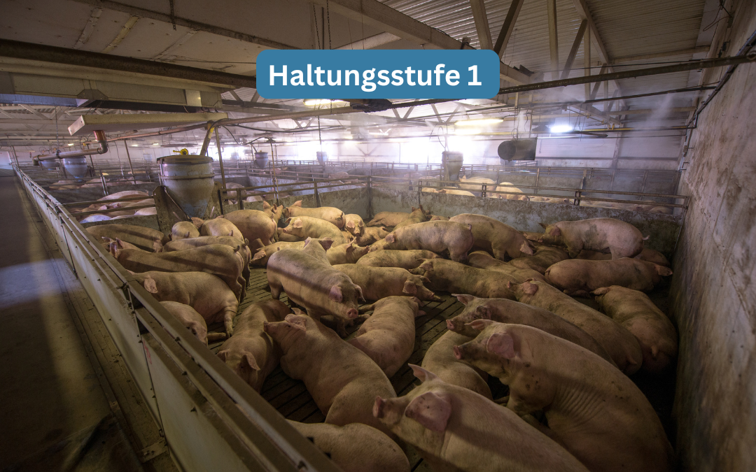 Schweine in der Massentierhaltung - Haltungsstufe 1