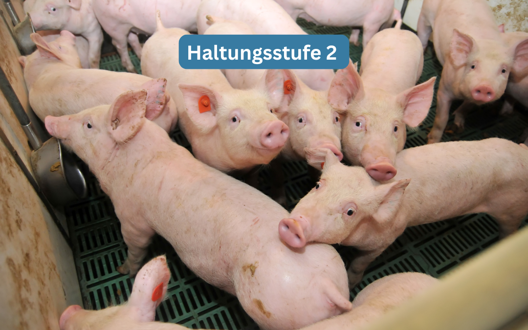 Schweine Haltungsformen Tierwohl-Label