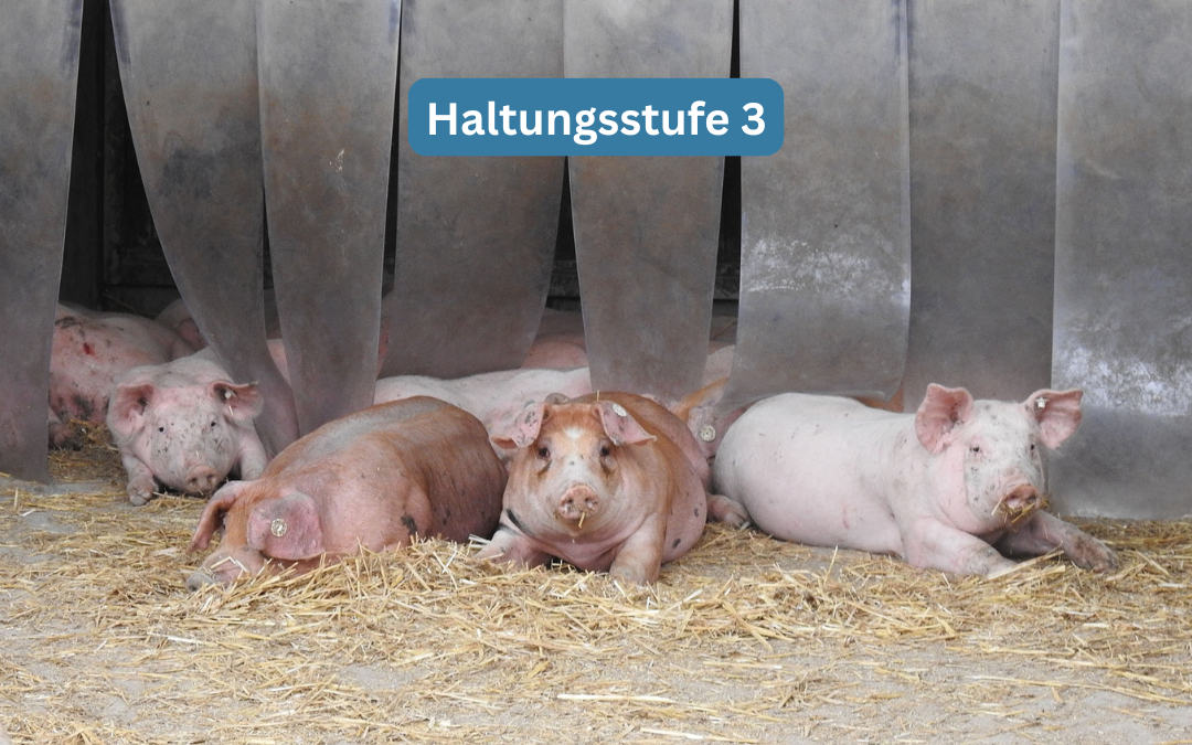 Schweine Haltungsformen Tierwohl-Label