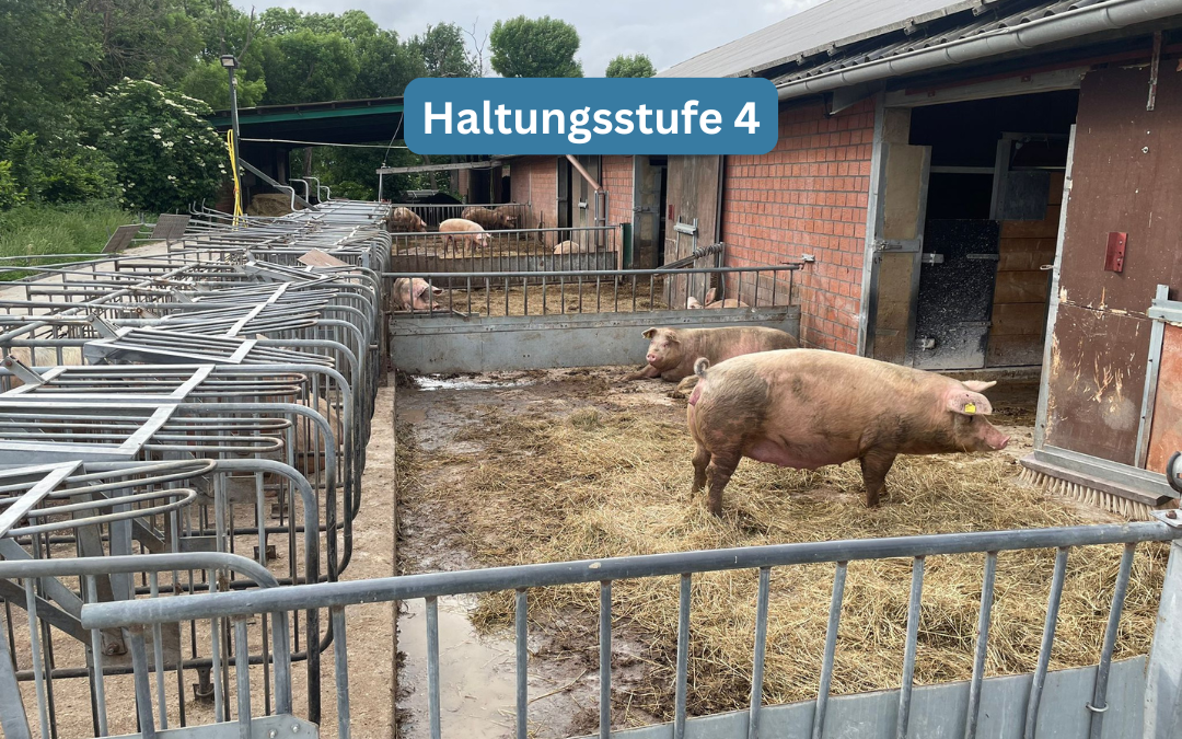 Schweine Haltungsformen Tierwohl-Label
