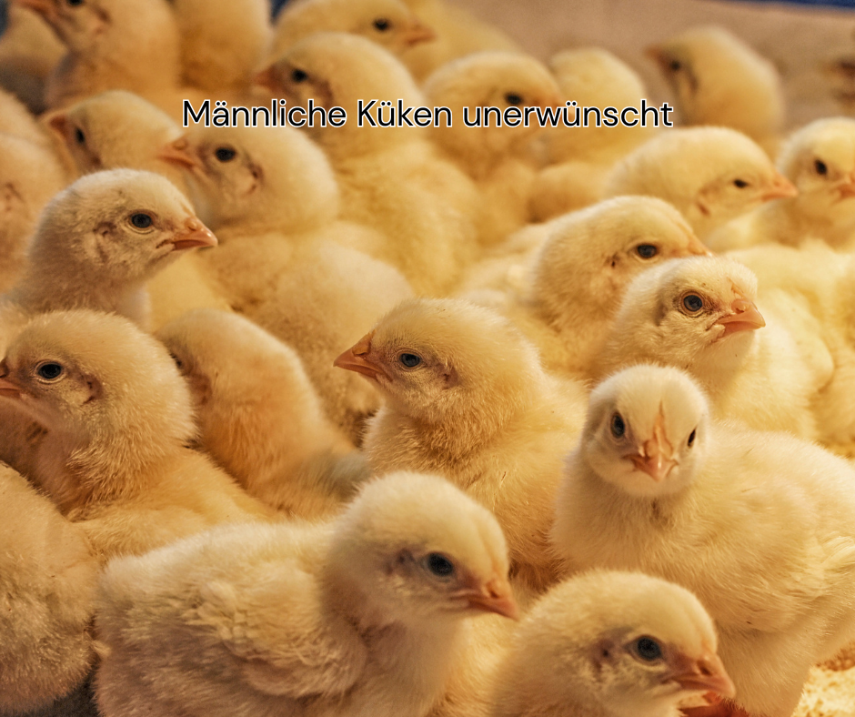 Kükenschreddern, männliche Küken unerwünscht