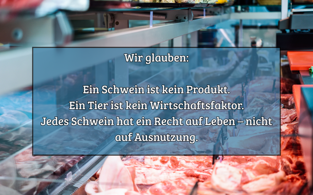Massentierhaltung - Schweine sind keine Lebensmittel