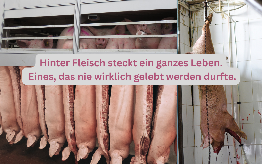 Schlachtung in der Massentierhaltung
