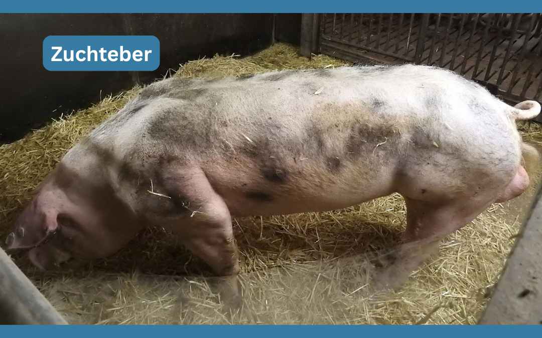 Zuchteber, die vergessenen Seelen
