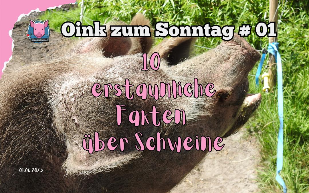 Oink zum Sonntag - 10 Fakten über Schweine