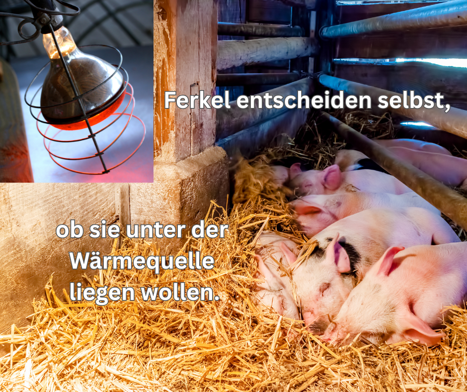 Ferkel entscheiden selbst, ob sie unter der Wärmequelle liegen wollen