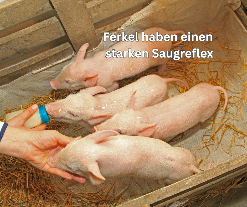 Hausschweinferkel mit der Flasche großziehen