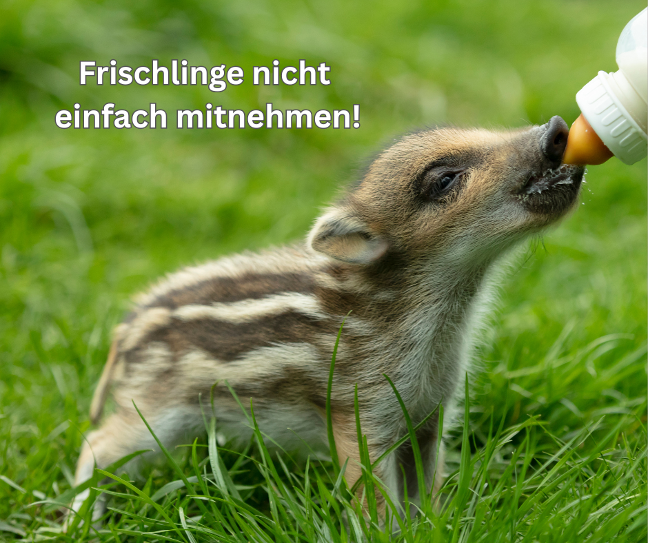 Wildschweinfrischling mit der Flasche großziehen