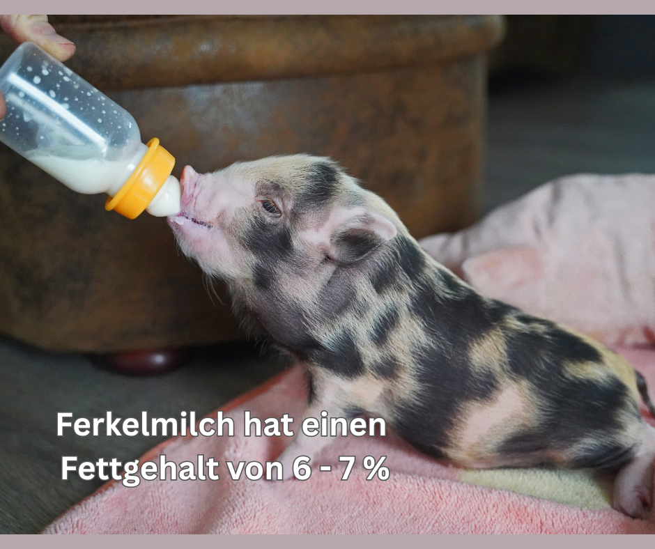 Minischweinferkel an Flasche - Handaufzucht