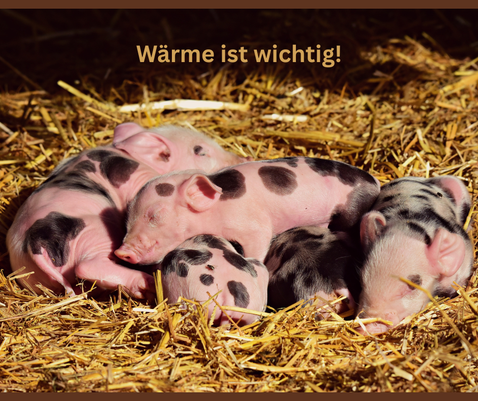 Ferkel im Nest brauchen Wärme