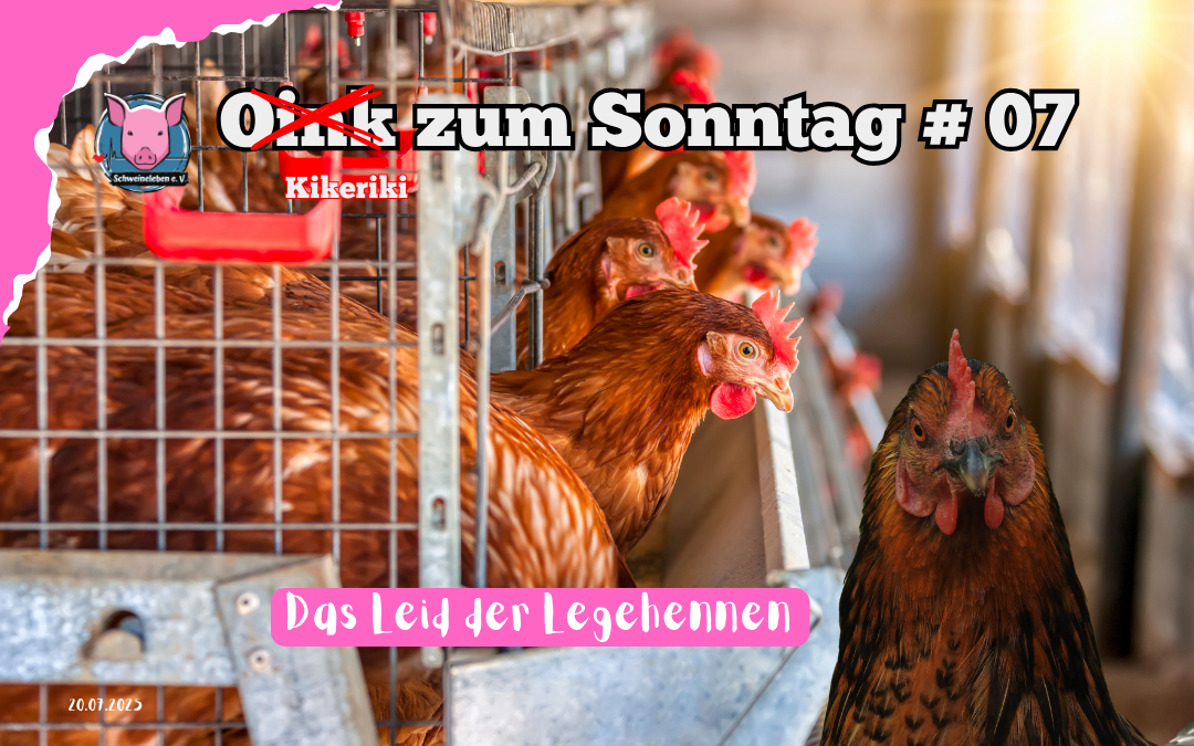 # 07 Oink zum Sonntag – Das Leid der Legehennen