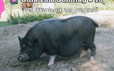 # 16 Oink zum Sonntag – Vom Labortier zum Lifestyle – Minischweine