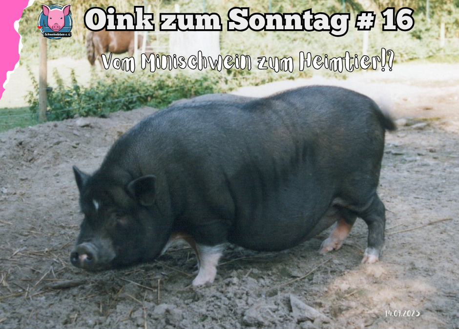 Vom Labortier zum Lifestyle - Minischweine