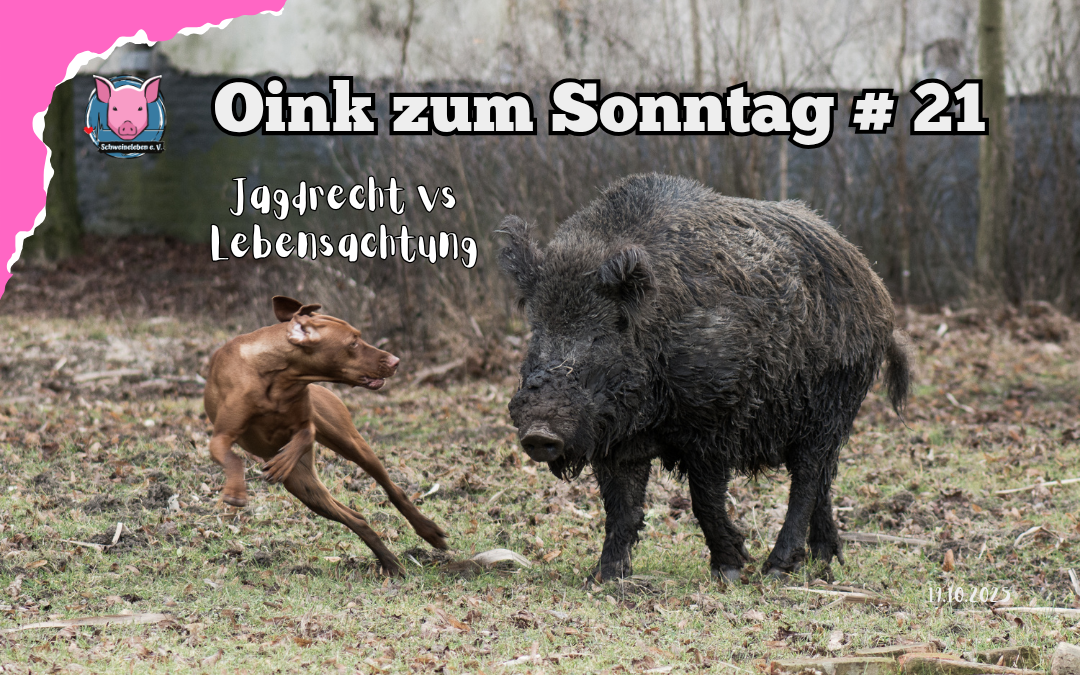 Jagdrecht - Wildschweine Oink zum Sonntag