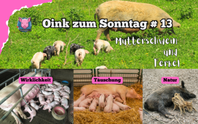 # 13 Oink zum Sonntag – Muttersau und Ferkel