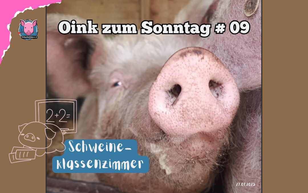# 09 Oink zum Sonntag – Schweineklassenzimmer
