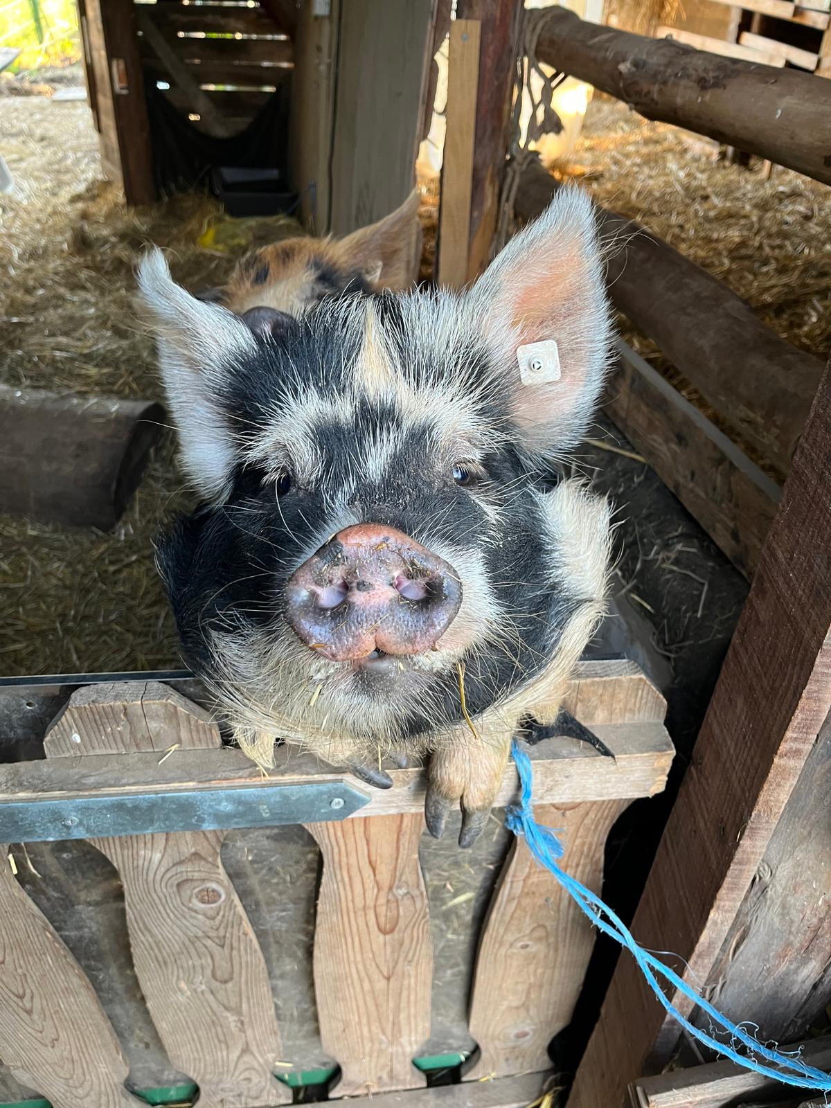 kunekune-Molly-03 Kune Kune Molly aus 76779 Scheibenhardt